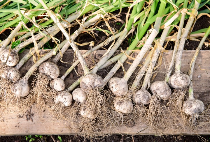 Nová záhrada - skladovanie úrody